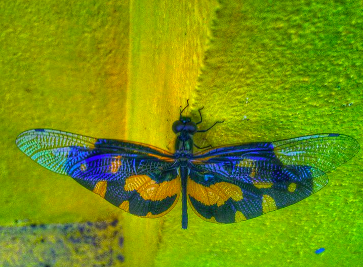 6-beautiful-butterflies-that-arent-really-butterflies