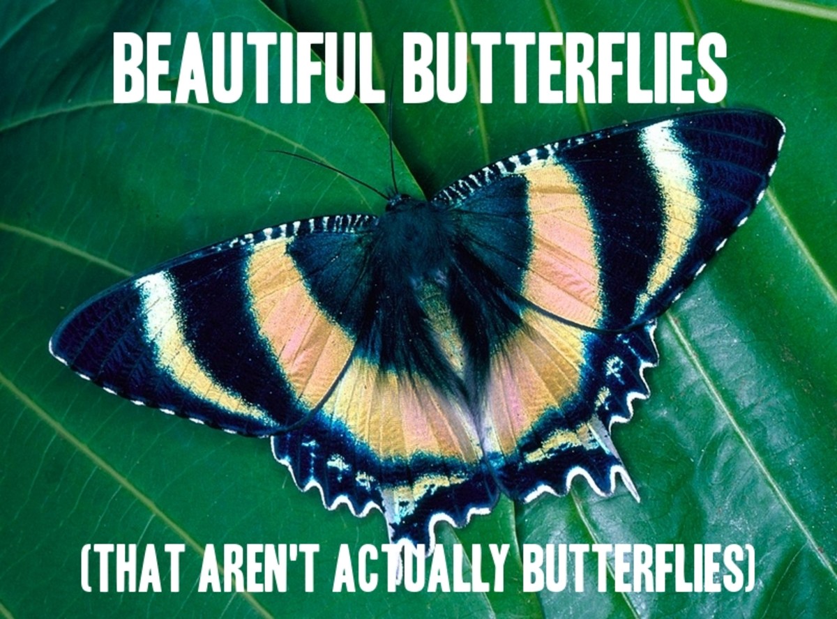 6 Beautiful Butterflies That Aren't Actually Butterflies (With Photos)