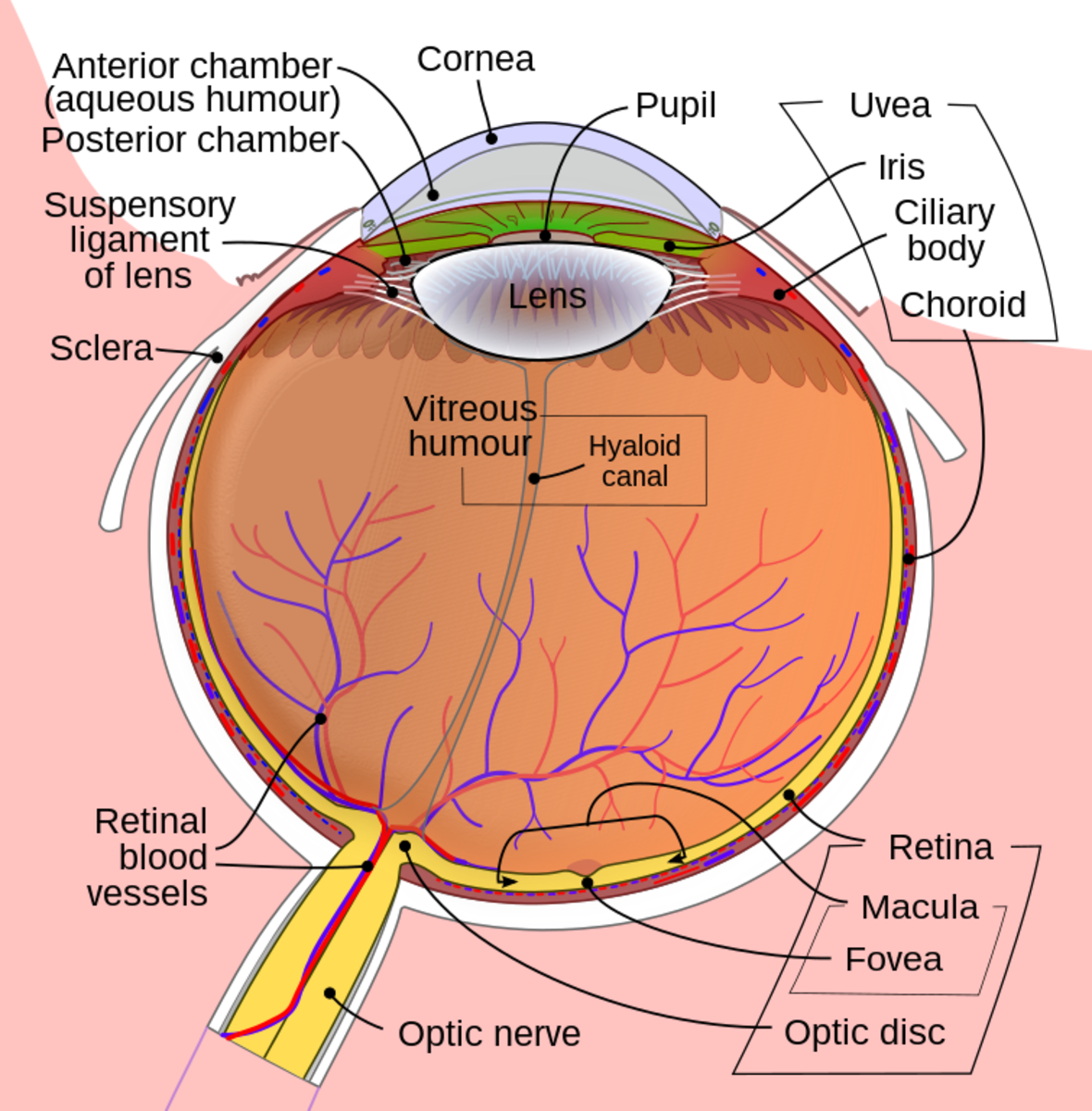 Schematic diagram of the human eyeball
