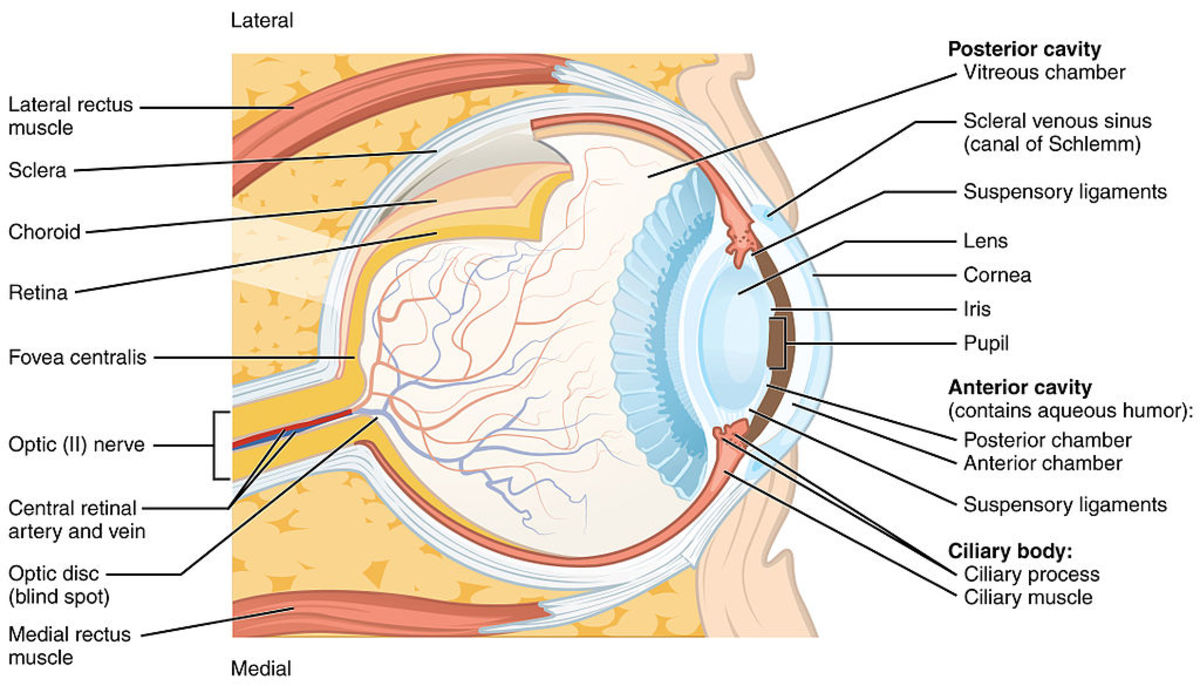 Structure of the human eyeball