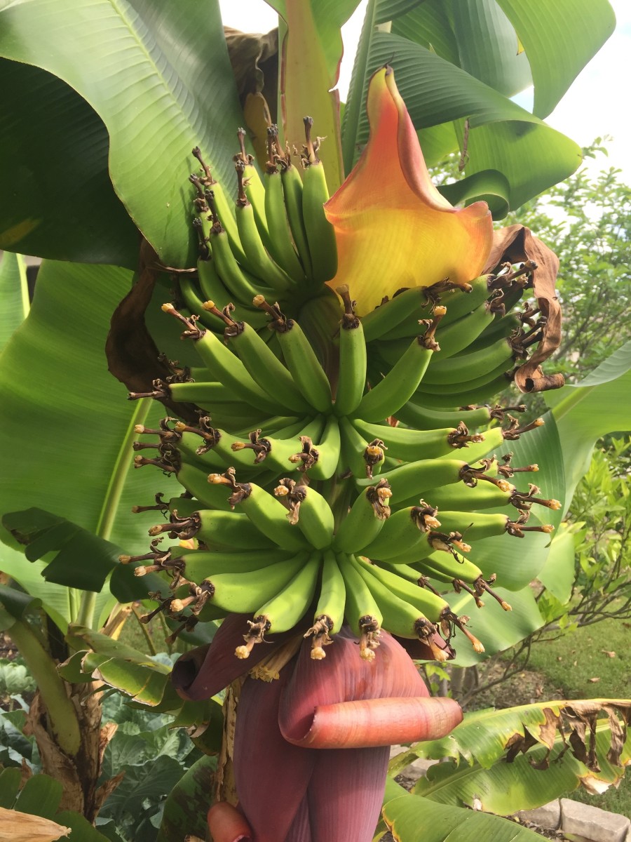 This was our first banana crop when we lived in central Florida. Did you know bananas are actually herbs, and not fruit? 