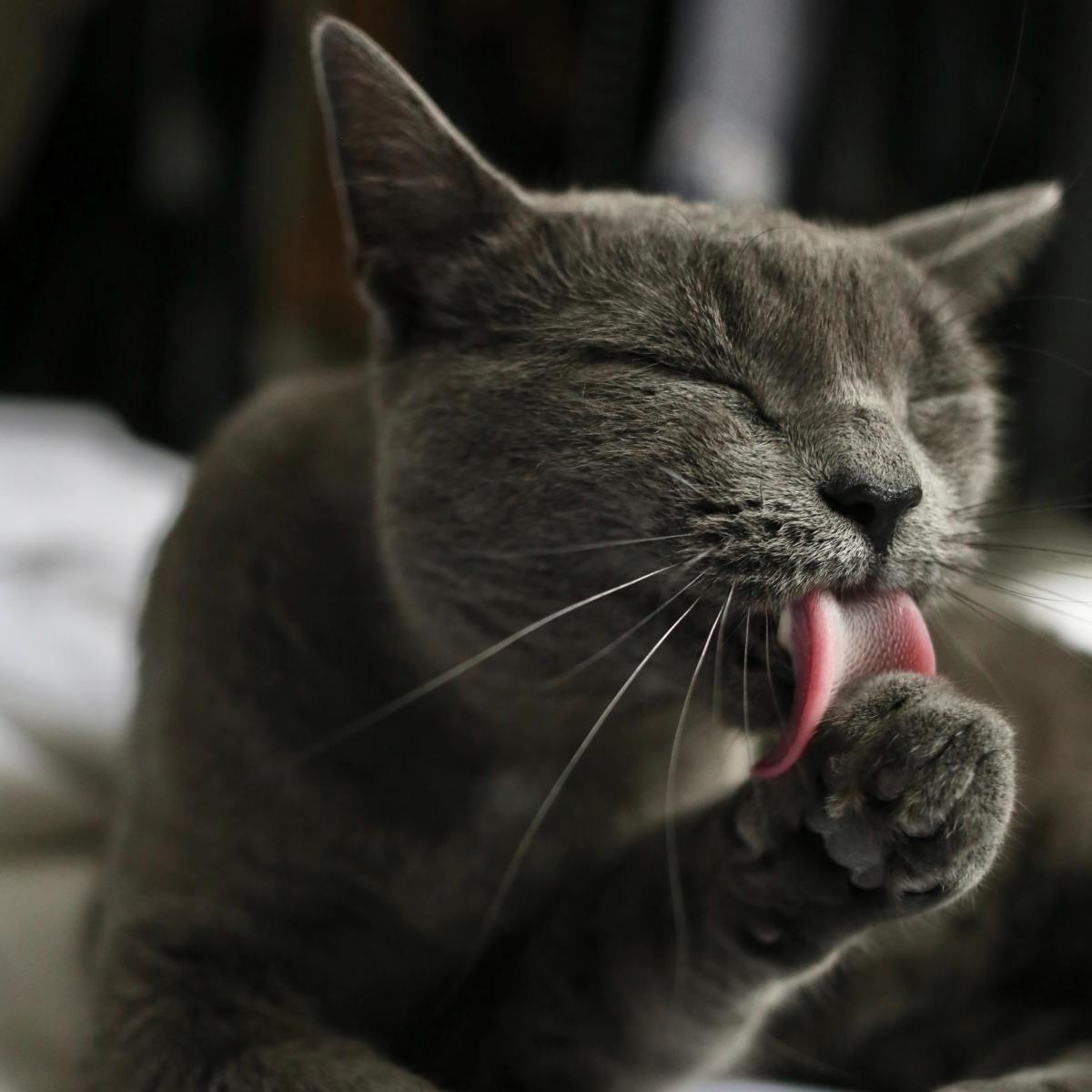 Overgrooming can cause vomiting. Luckily, there are many ways to curb grooming in cats. 