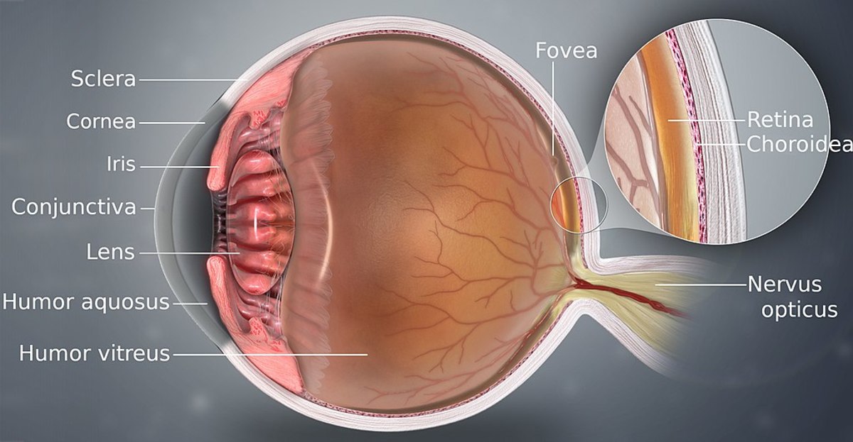 Schematic animation of the human eyeball 