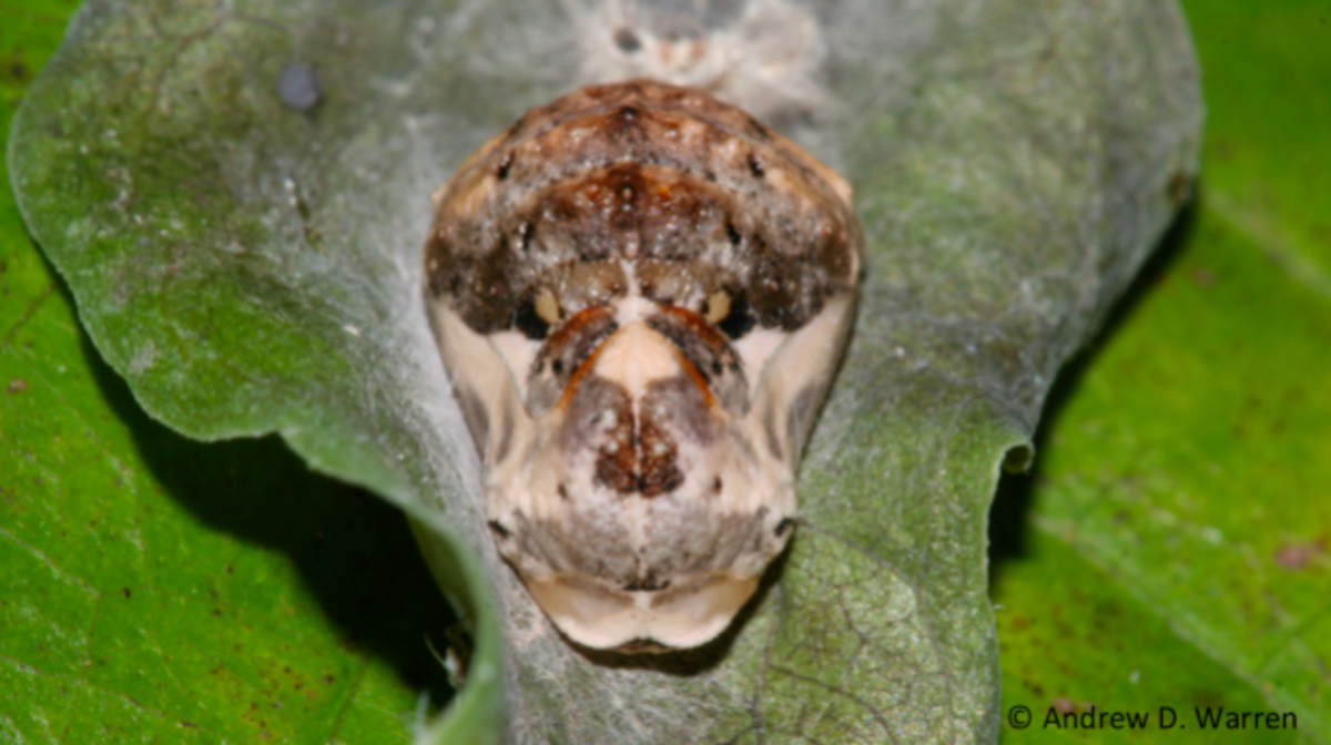 Harvester Butterfly Pupa