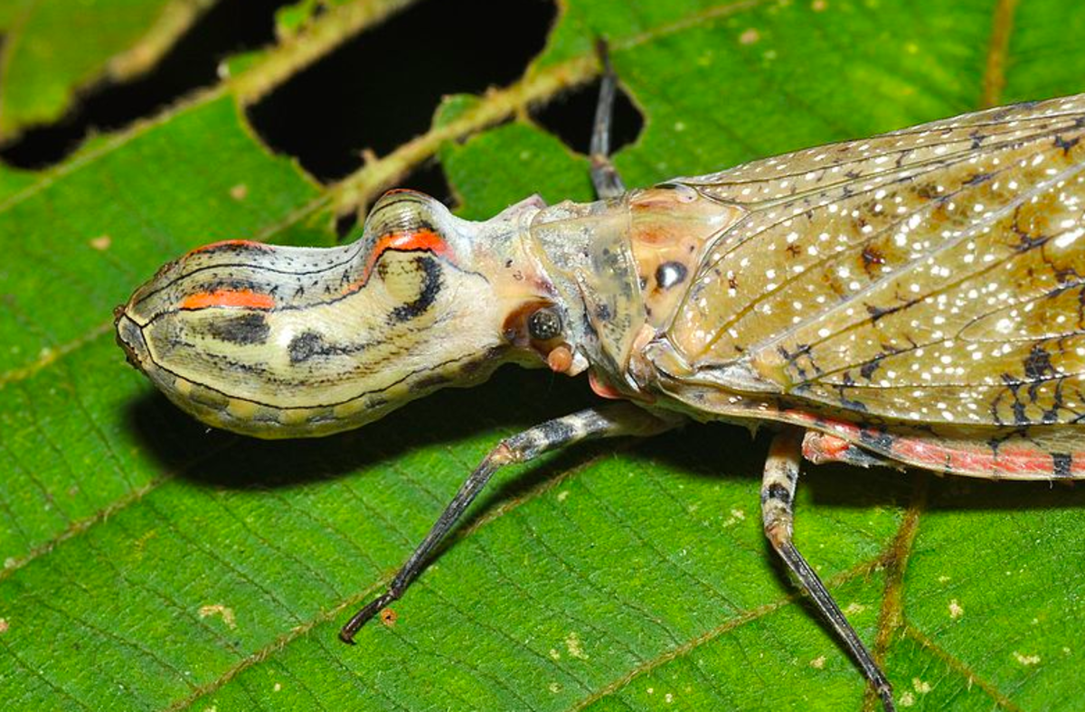 Alligator bug, Fulgora lanternaria