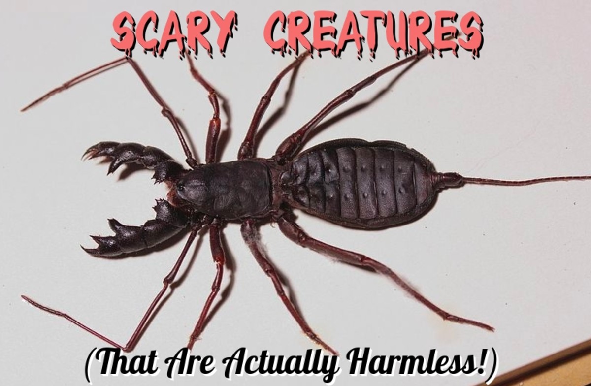 most terrifying bugs