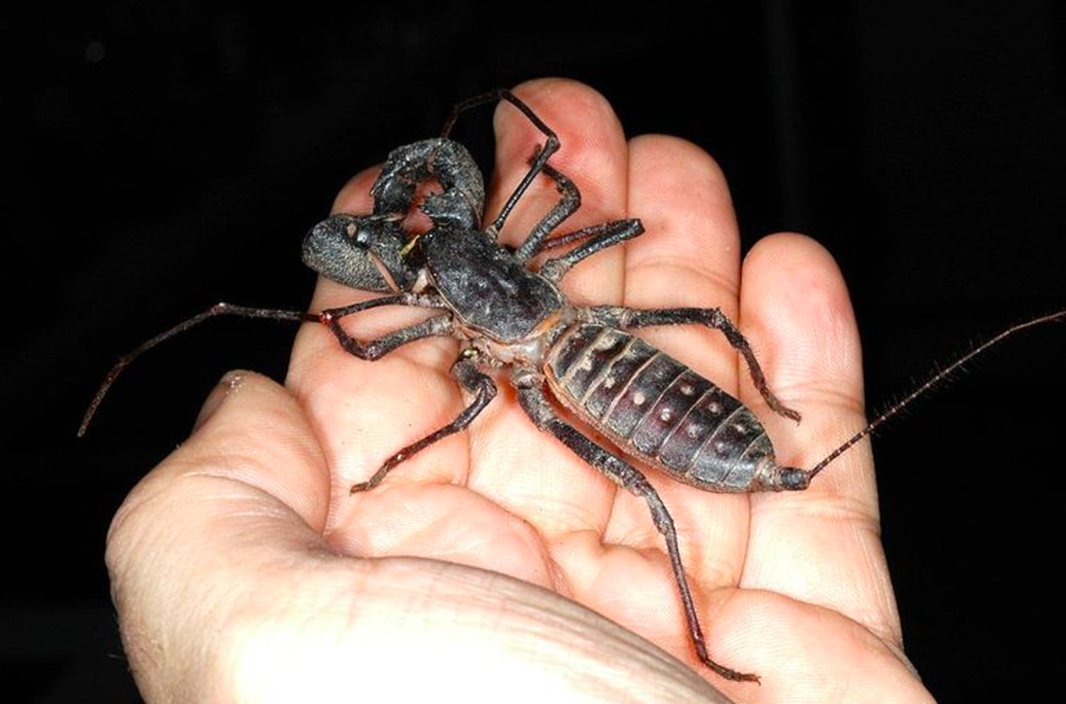 A very peaceful whip scorpion