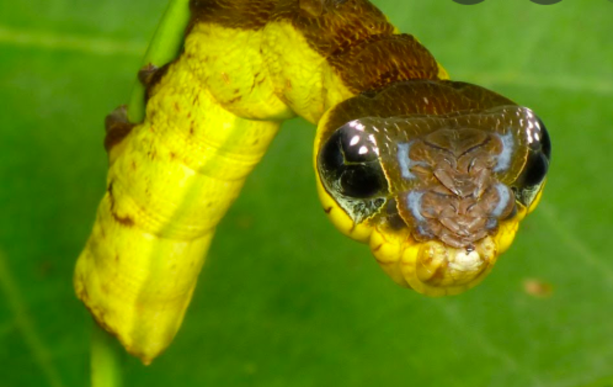 The snake caterpillar, with its head twisted upside-down to mimic a viper.