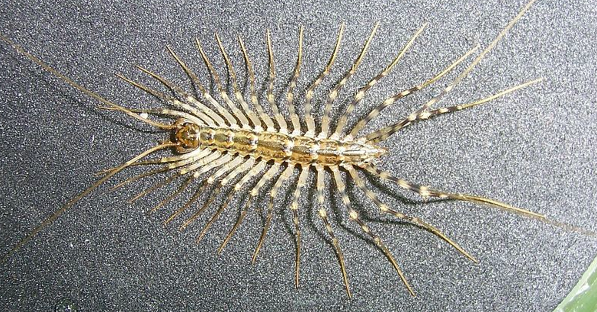 A harmless house centipede