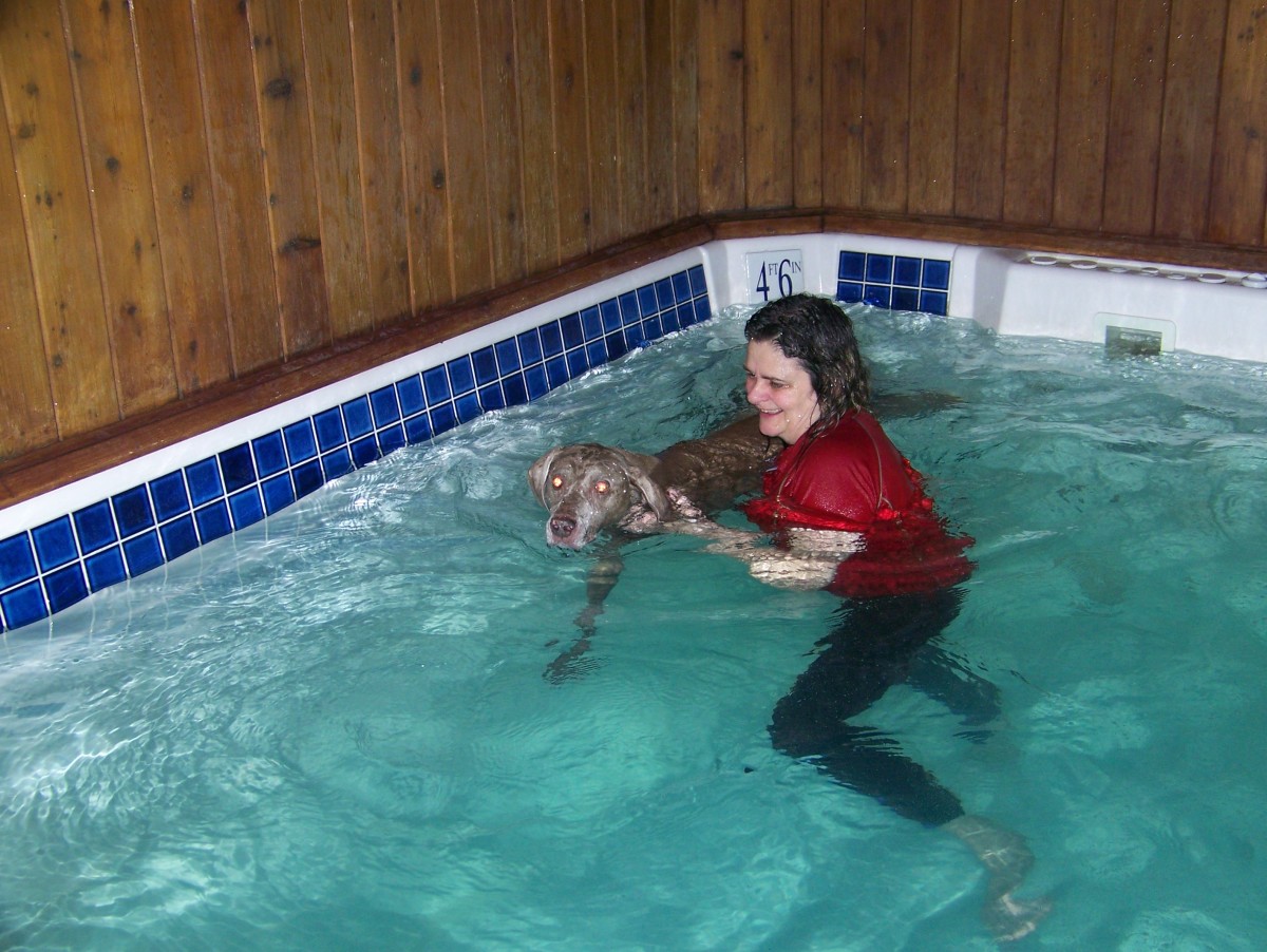 Titan started therapeutic swimming once a week to strengthen his hind legs and pelvis