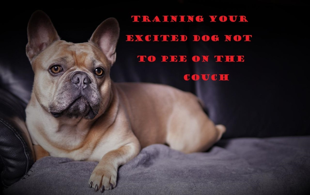 You can train an excited dog and stop them from peeing on the couch.