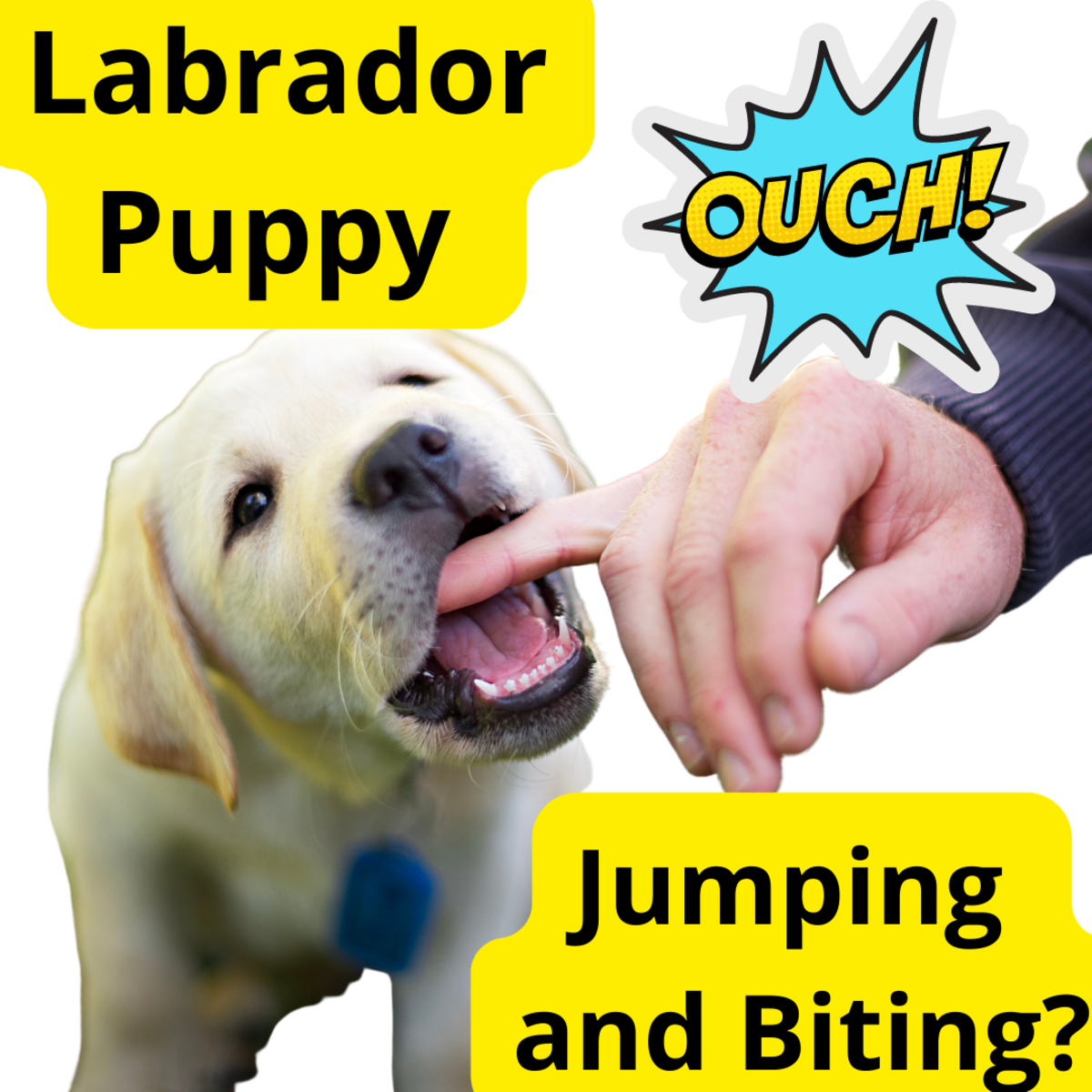 How to Stop a Labrador Puppy From Jumping and Biting