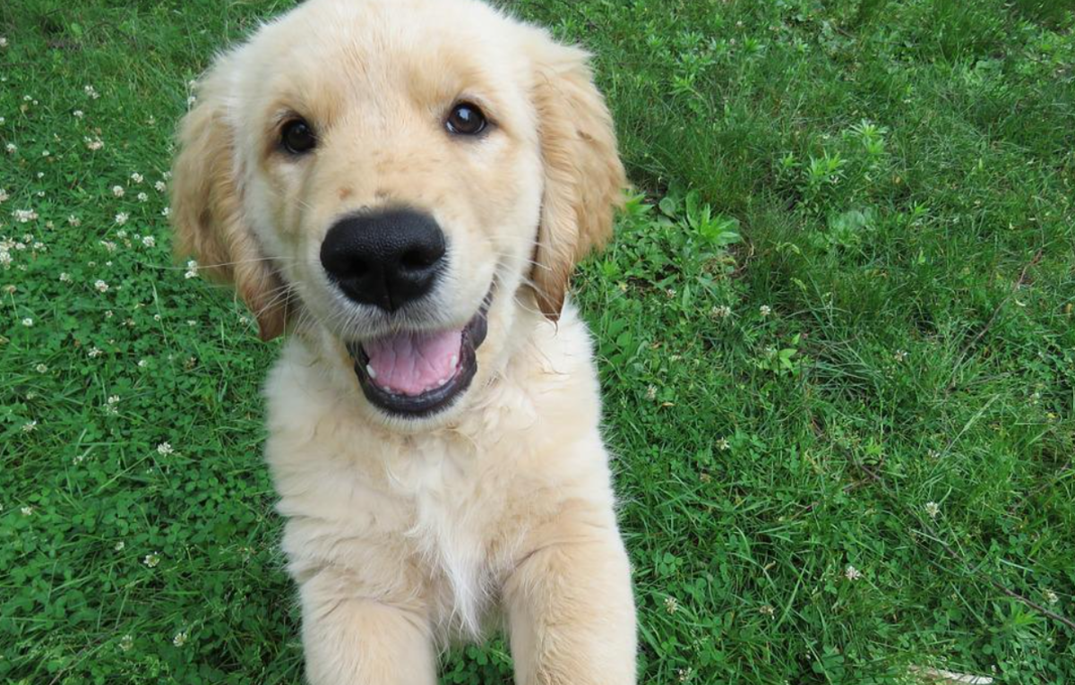 how-to-stop-a-labrador-puppy-from-jumping-and-biting-pethelpful