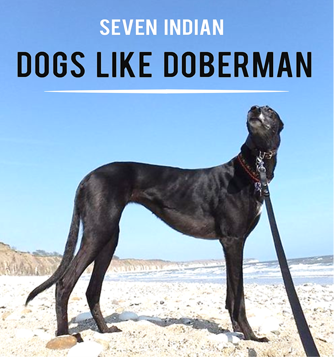 7 Indian Dogs like Doberman