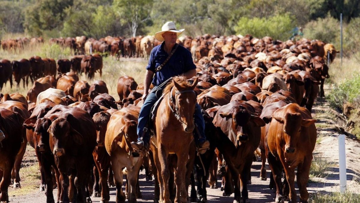 Harry Redford Cattle Drive in Queensland  