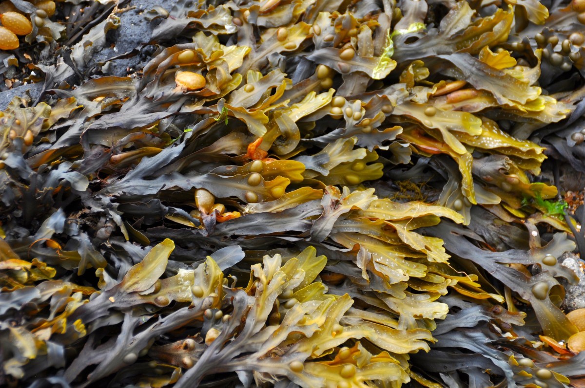 Seaweed is a great addition to your diet and provides a lot of nutrients. It is an approved sea vegetable and it is also delicious. 