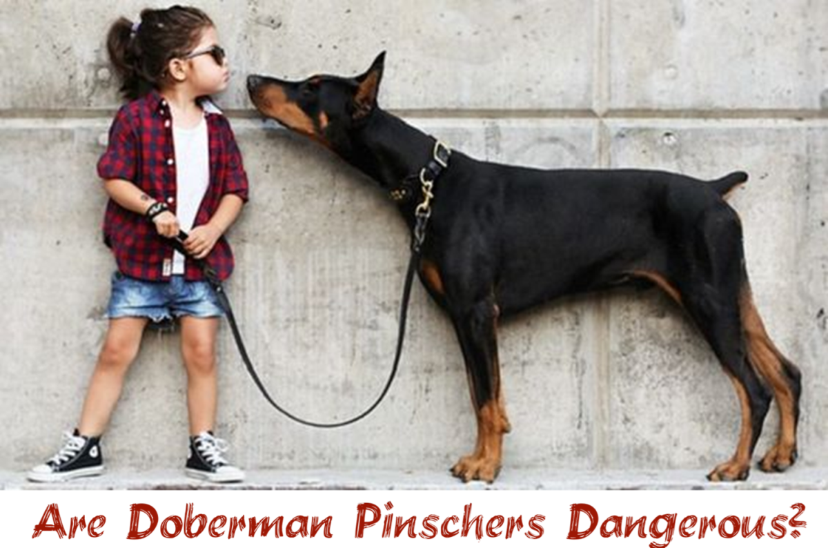 Are Doberman Pincers Dangerous