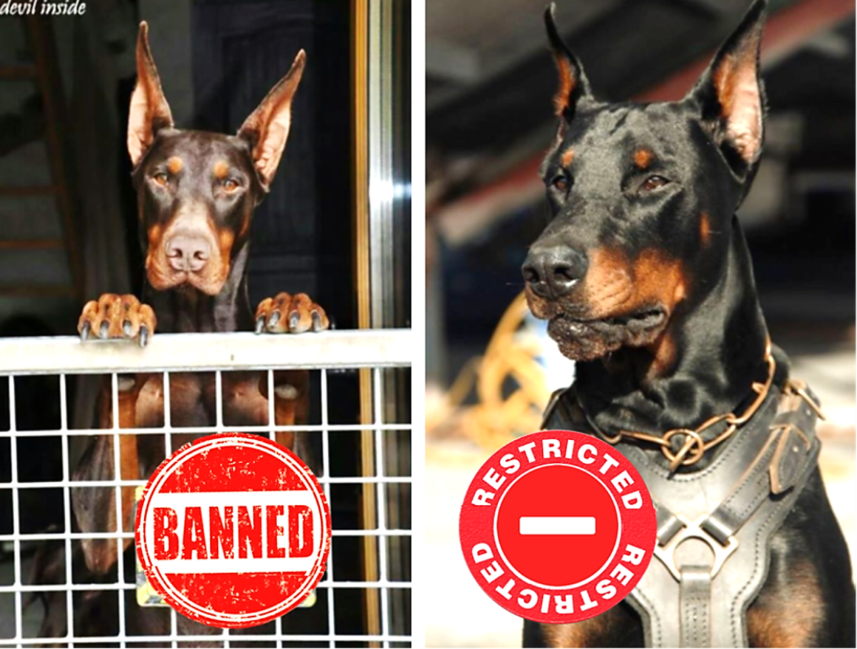 Do you support a ban on specific dog breeds?