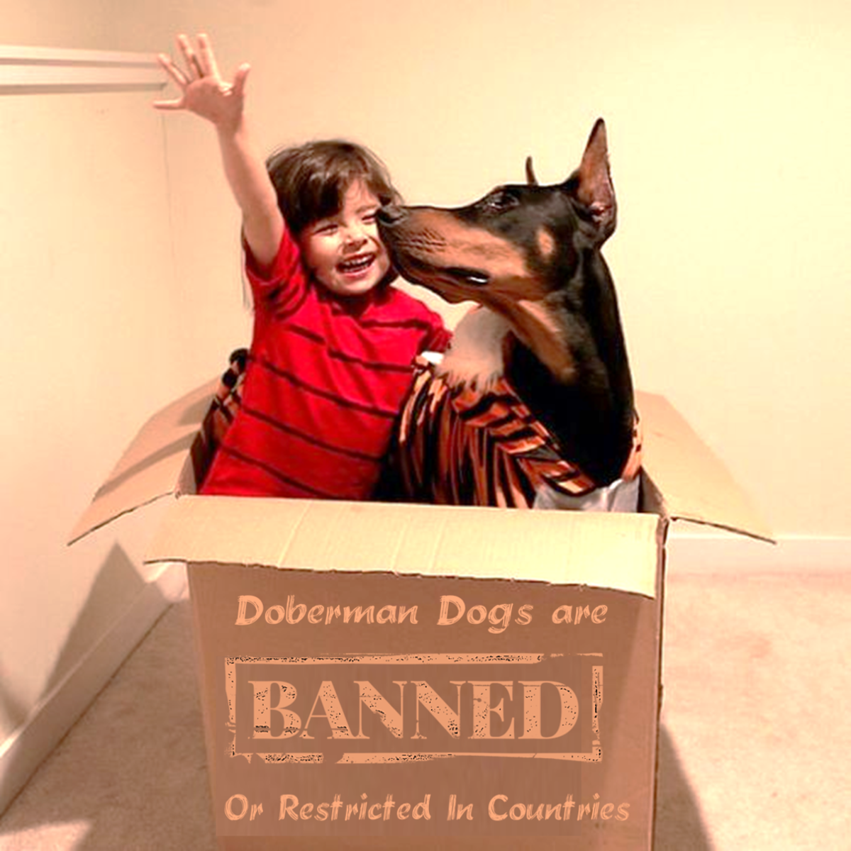 11 Countries Where Doberman Dog Breed is Banned Or Restricted