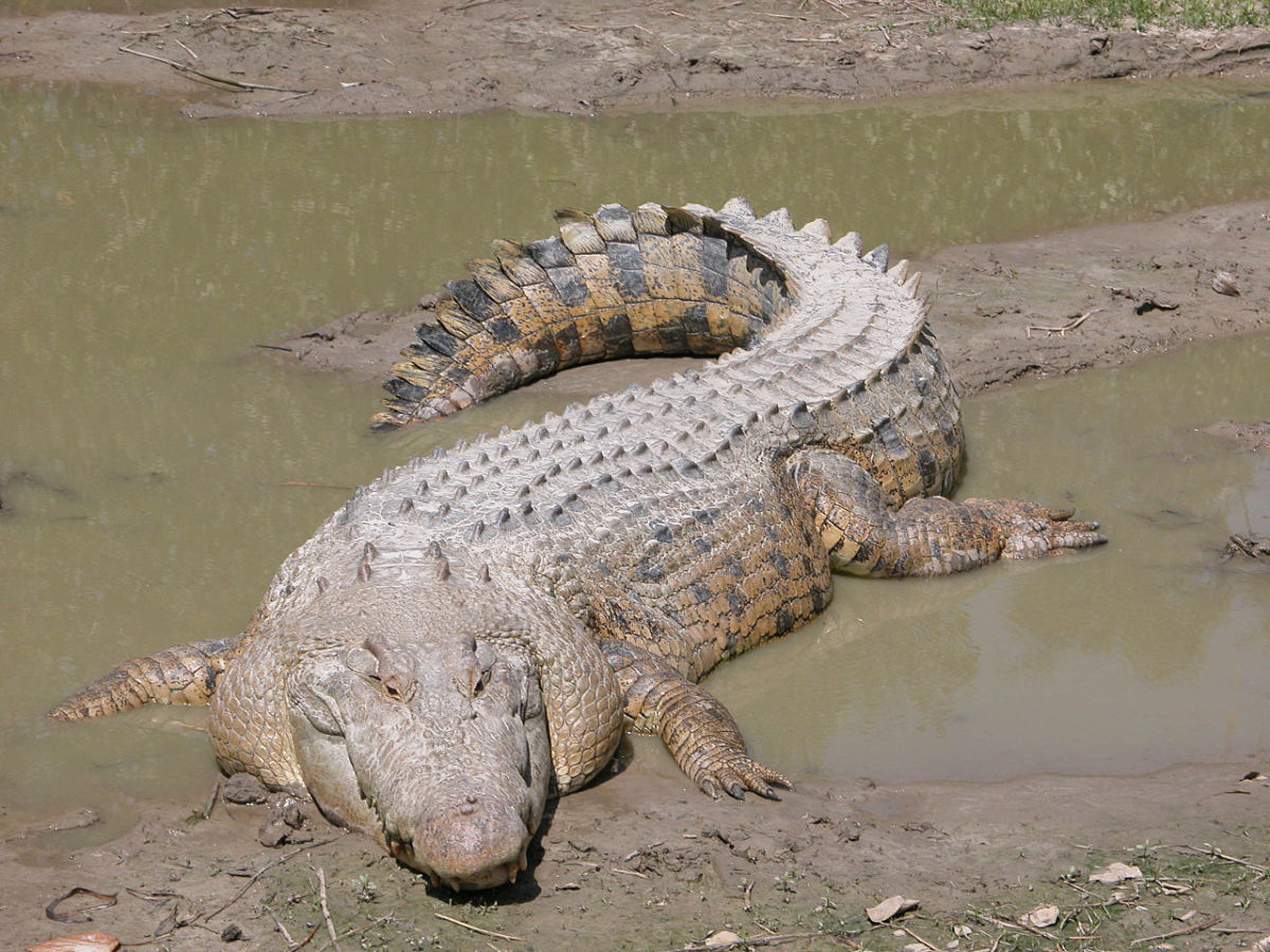 Imagine being forced to cross a swamp swarming with saltwater crocodiles.