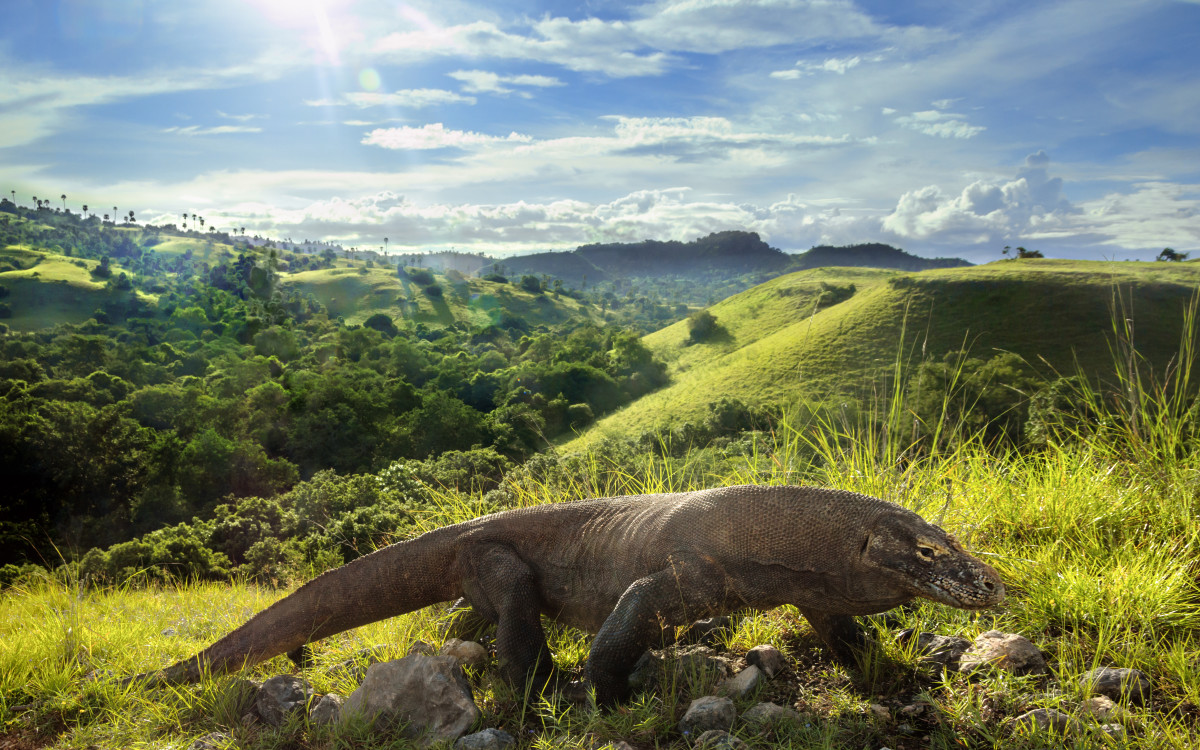 Every morning, Komodo Dragons go to the highlands to warm their bodies and build up energy for the day.