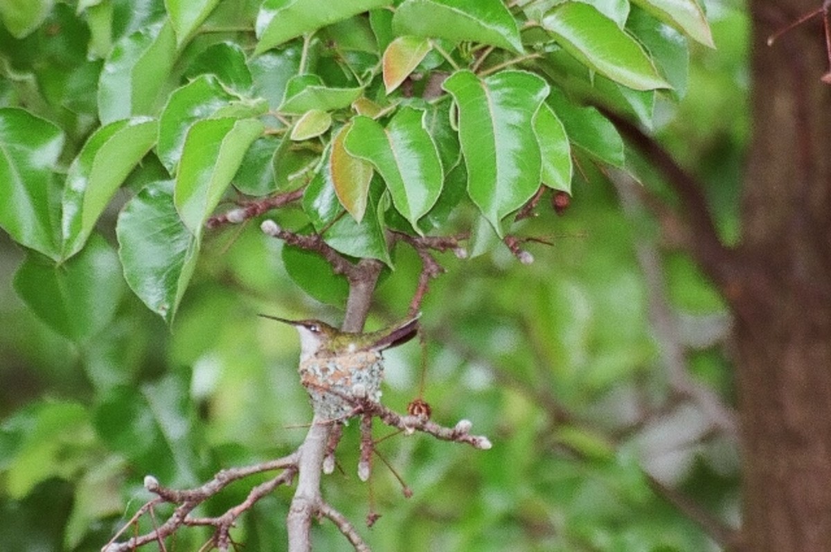 The hummingbird perched high on a tree branch, sits still for a picture in its nest.