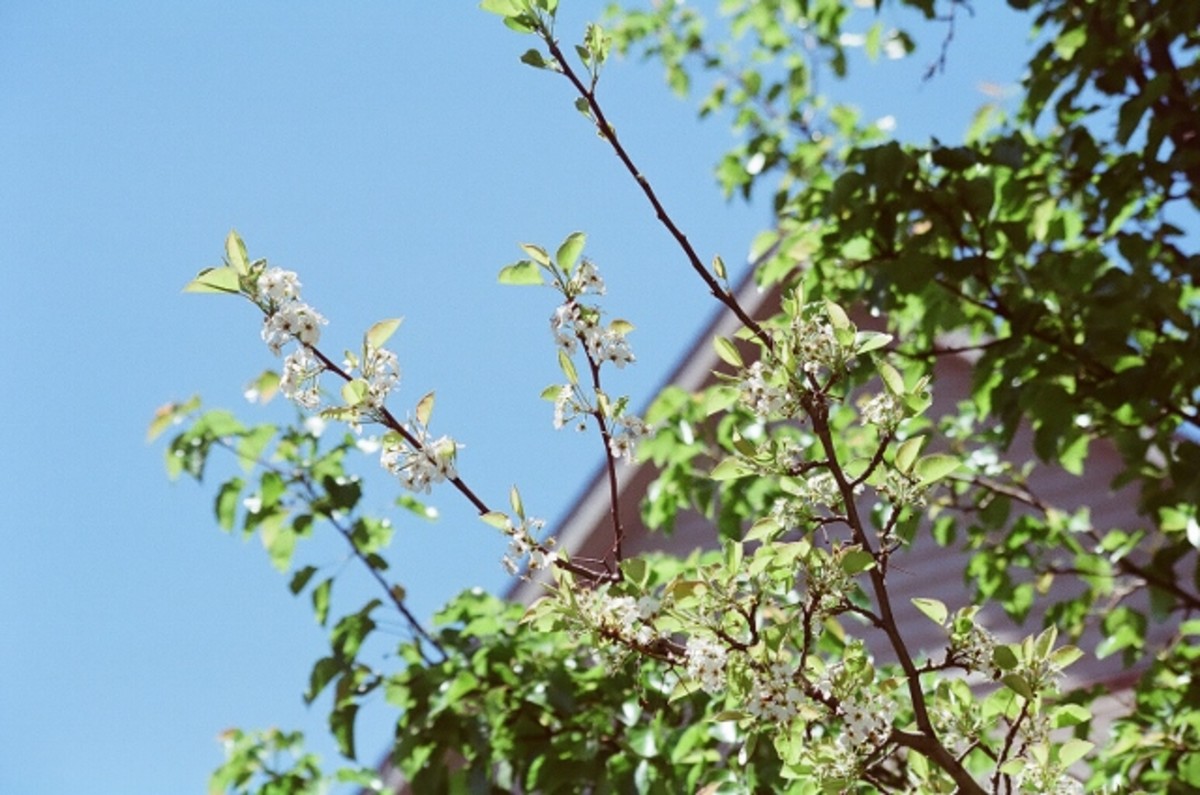 The crown of the hummingbird's tree home sits very tall.