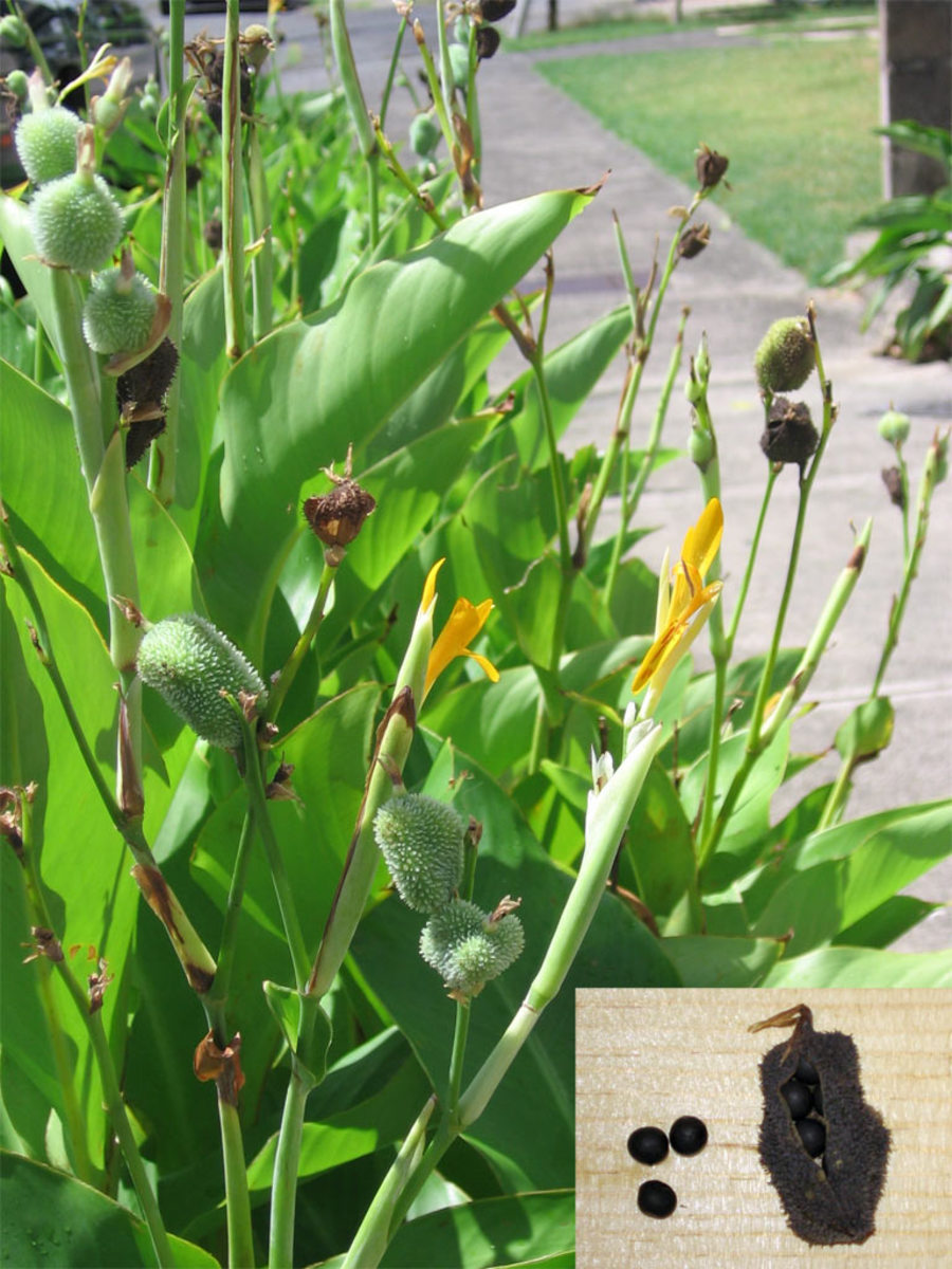 The larger photo shows green seed pods, and the inset photo shows a dried seed pod with seeds ready to harvest.