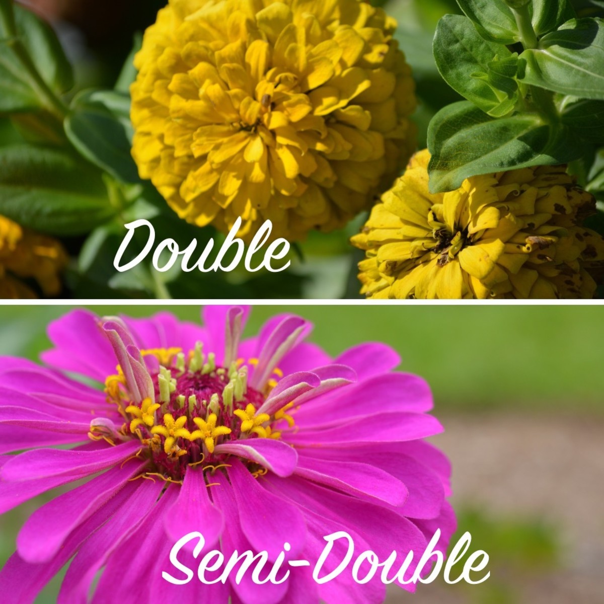 It’s easy to see why the pollinators prefer the semi-double and single flowers over the double ones.