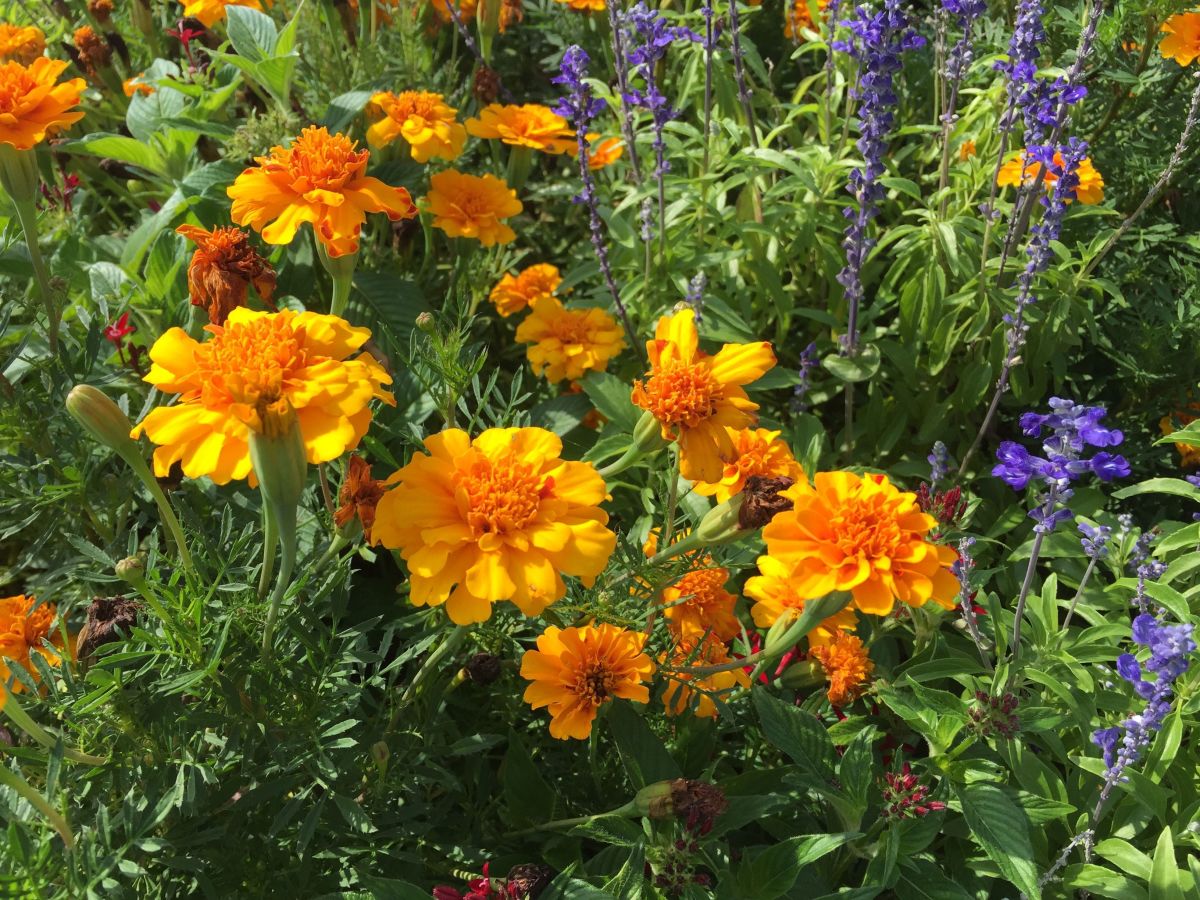 These orange marigolds mix beautifully with other flowers, and the orange color will take your garden right into autumn. Here you see purple salvia in the background.