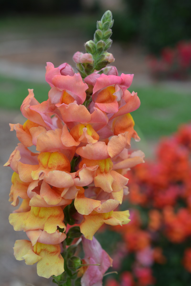 Don’t you love the way the pale orange fades into yellow? In the background you can see a darker/brighter orange snapdragon.
