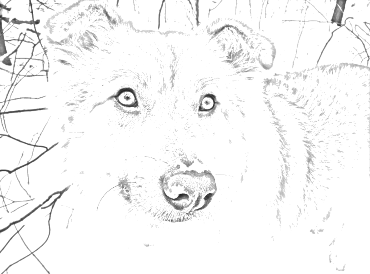 Outline drawing of my dog.