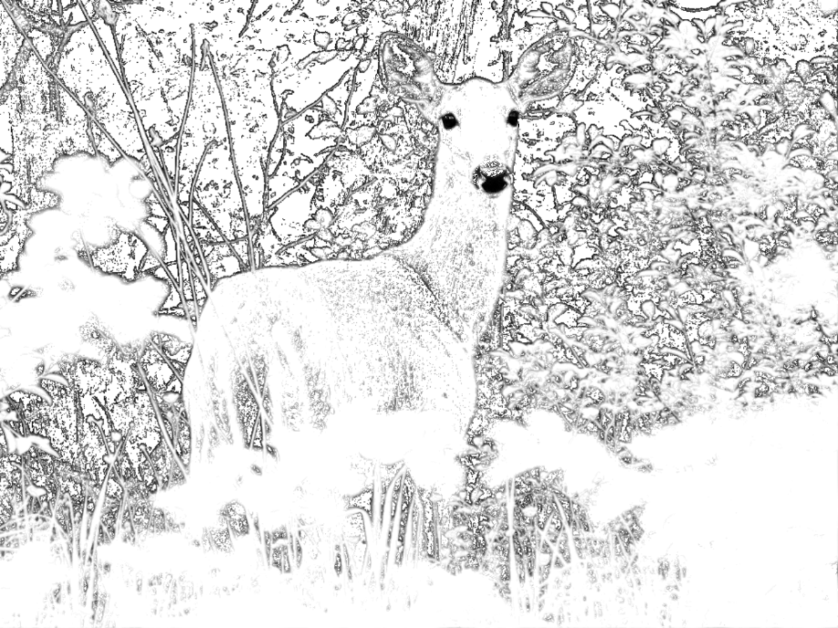 Deer sketch from a photograph using edge detection.