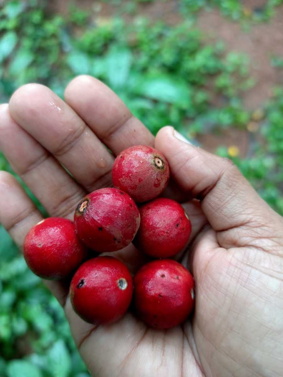can-someone-identify-this-red-berry-that-we-ate-as-children