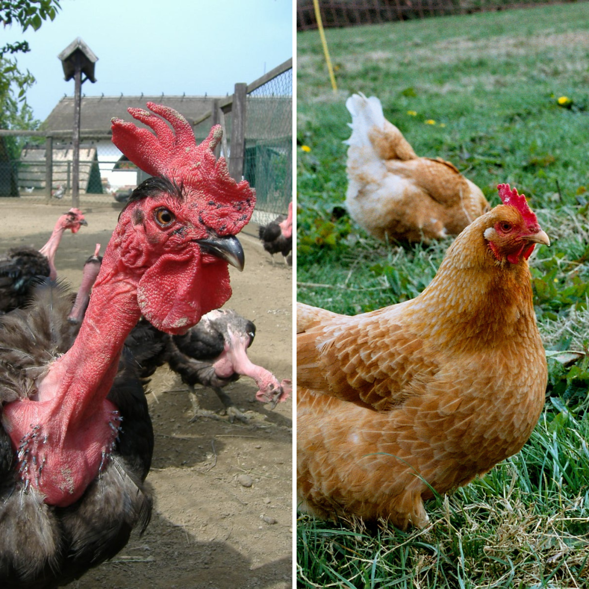 Interbreeding between these two types of chickens is what eventually resulted in the featherless chickens we see today. 