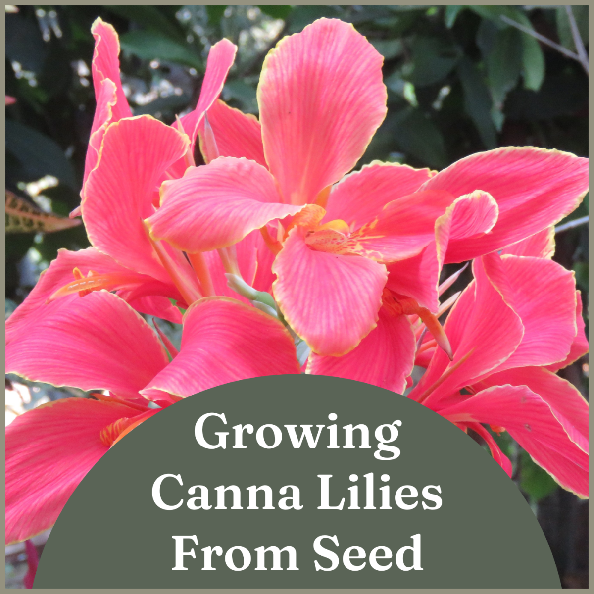 How To Grow And Take Care Of Canna Lilies
