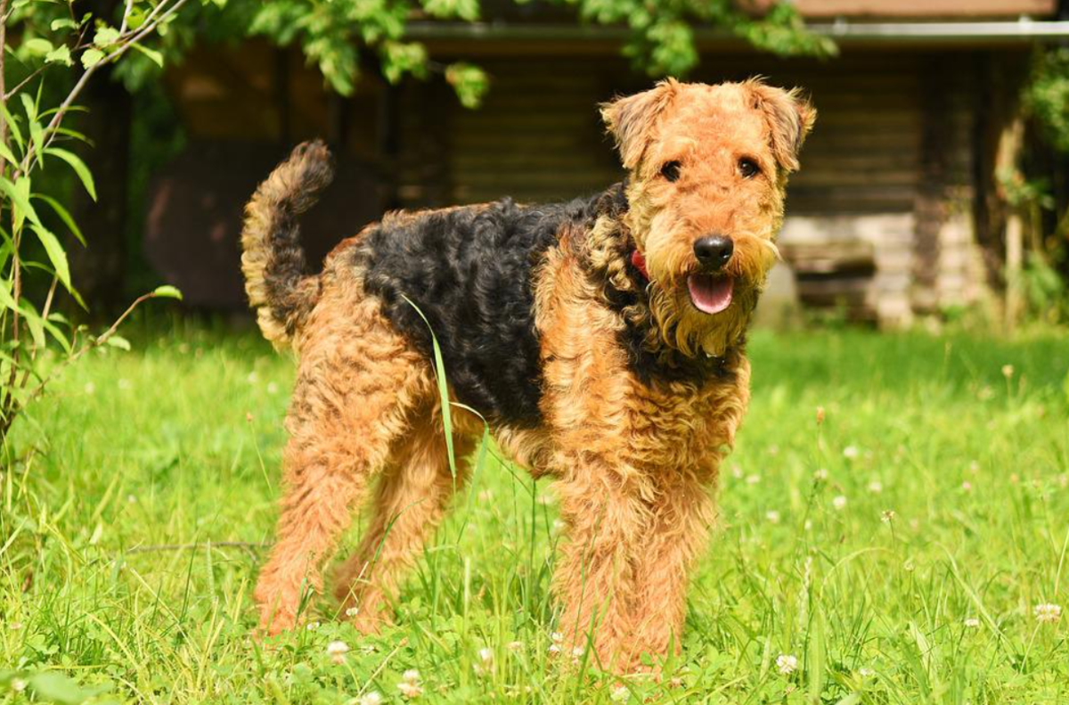 The Airedale terrier is the biggest terrier 