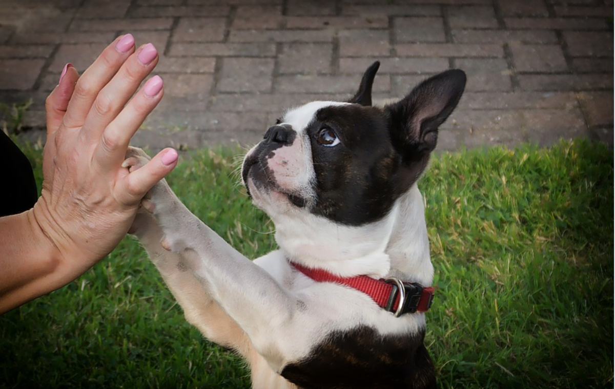 Boston terriers are known for their tuxedo coats and friendly personality.