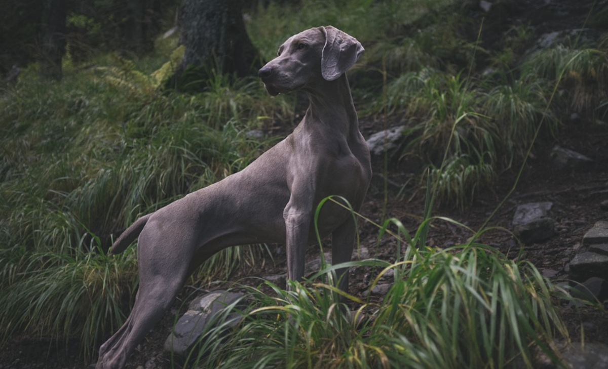 Weimaraners have many "ghostly" traits.