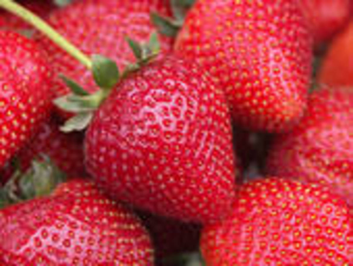 Strawberry Jelly and Freezer Jam