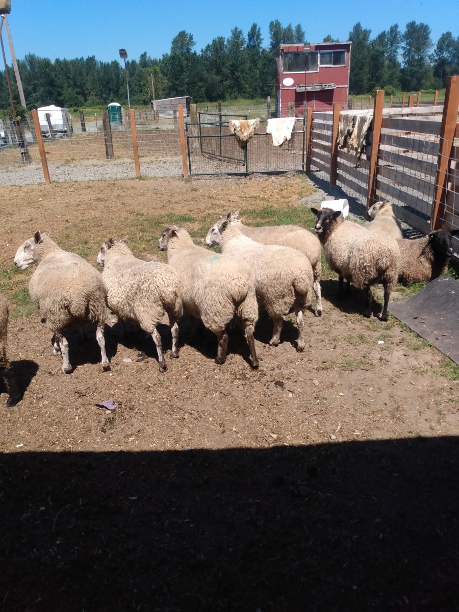 These are some capricious sheep from a small sheep dog farm where I found some biweekly work and free eggs in a rural area 