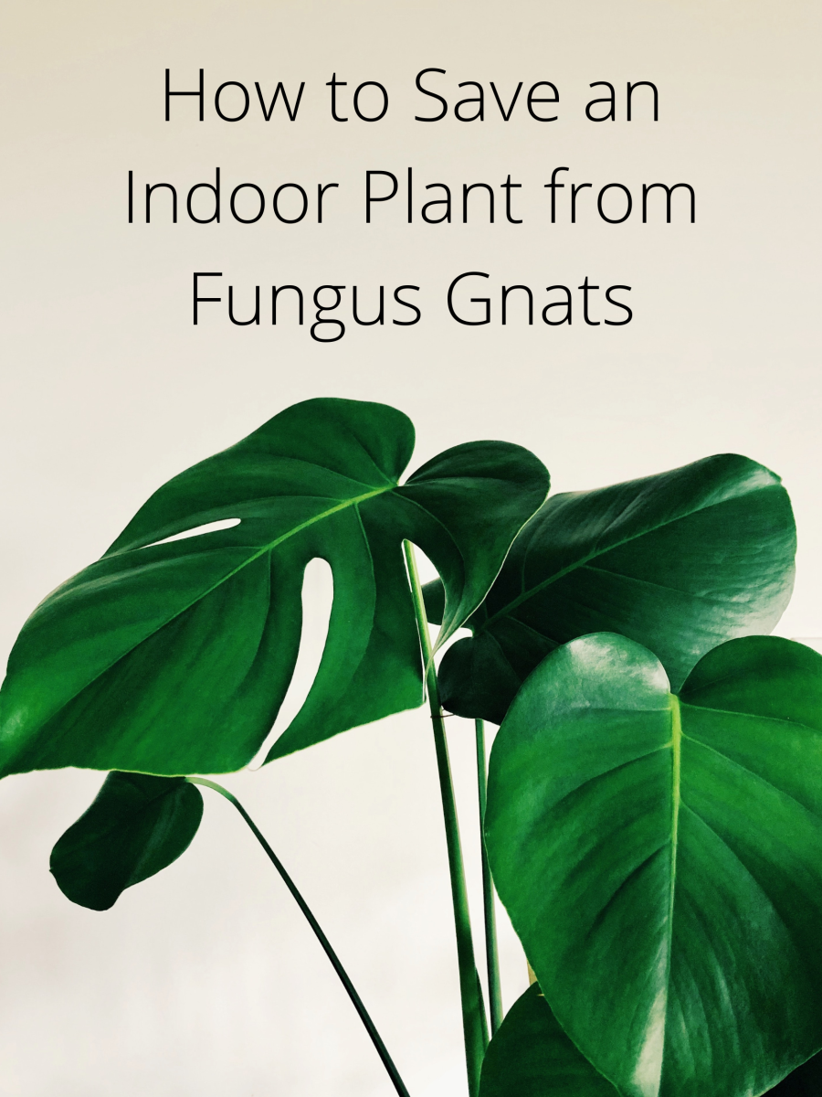 Fungus gnats are annoying pests, but it is possible to get rid of them at an affordable price.