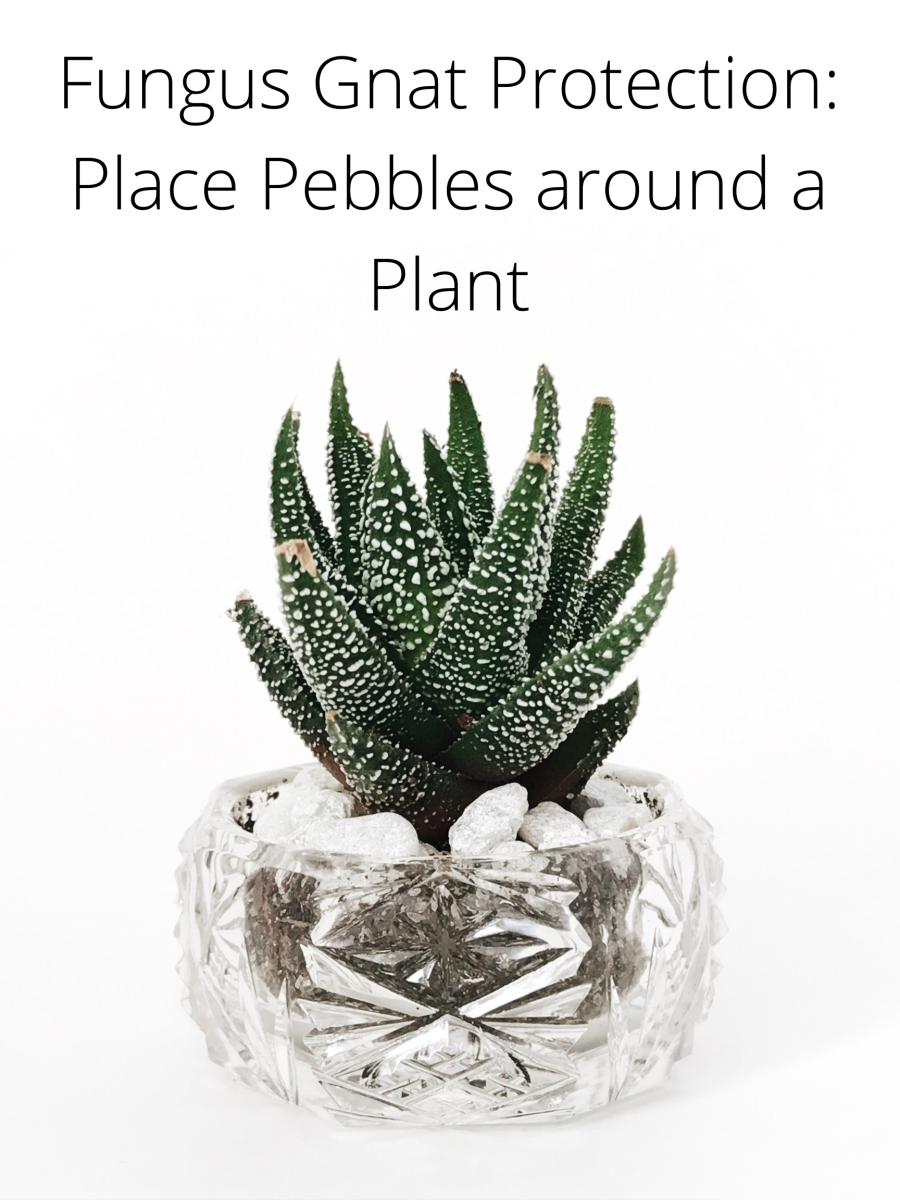 Add pebbles to potted plants to keep gnats from getting to the soil.