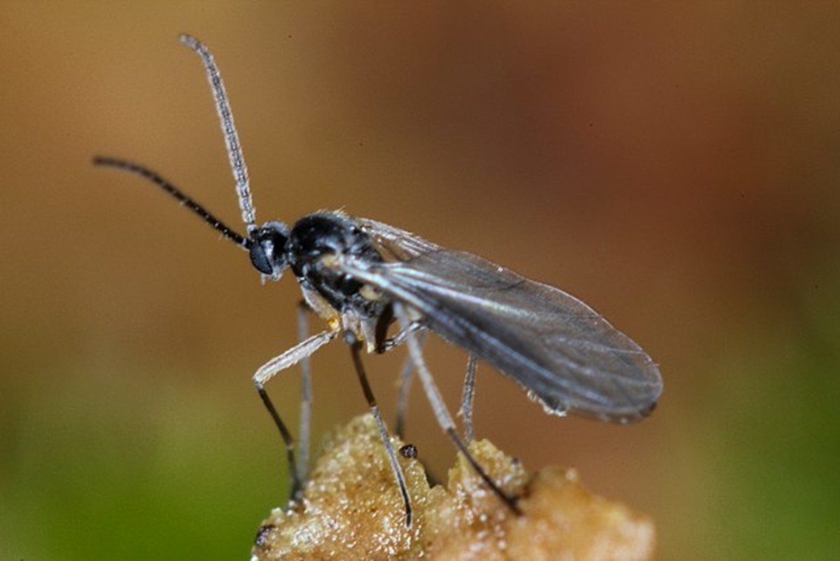 Fungus gnats are small, black insects. They look like miniature mosquitoes.