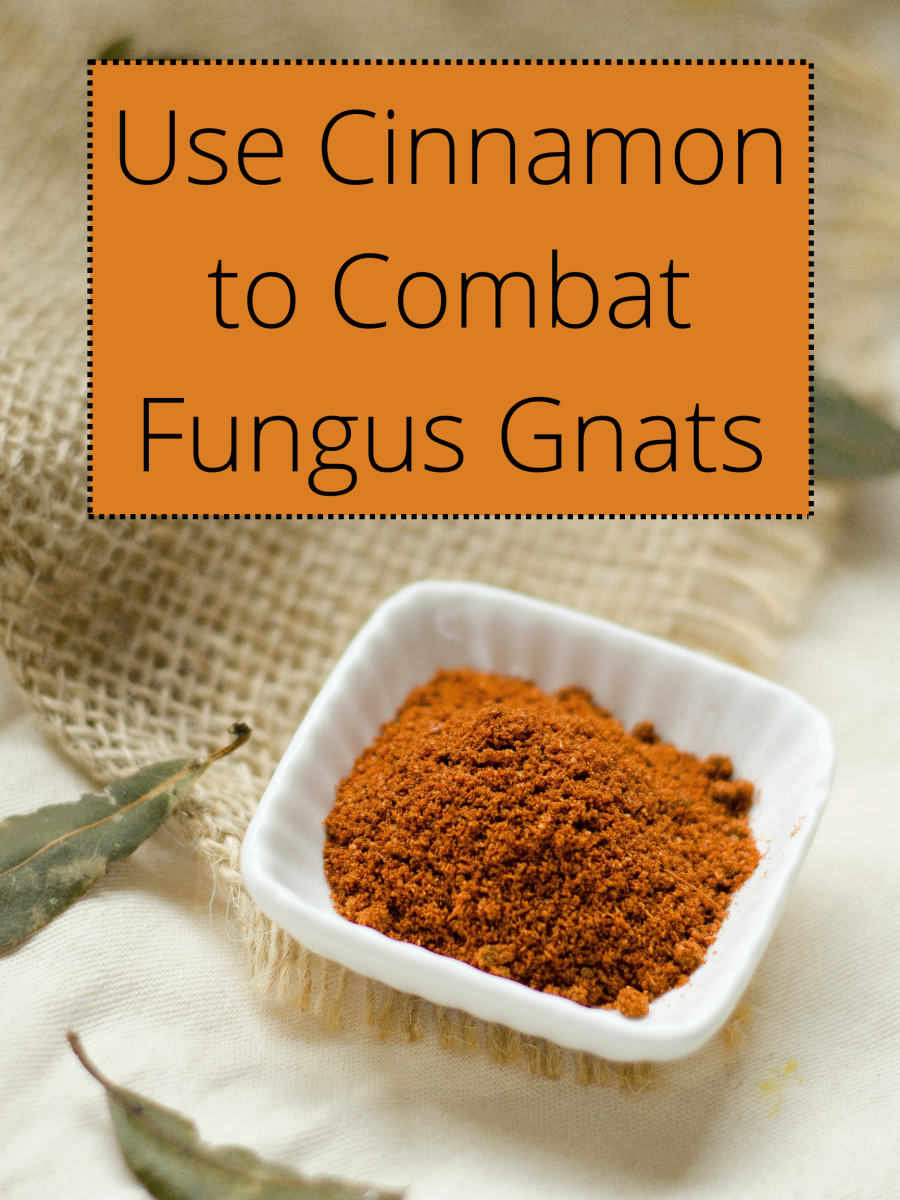 Cinnamon repulses fungus gnats.