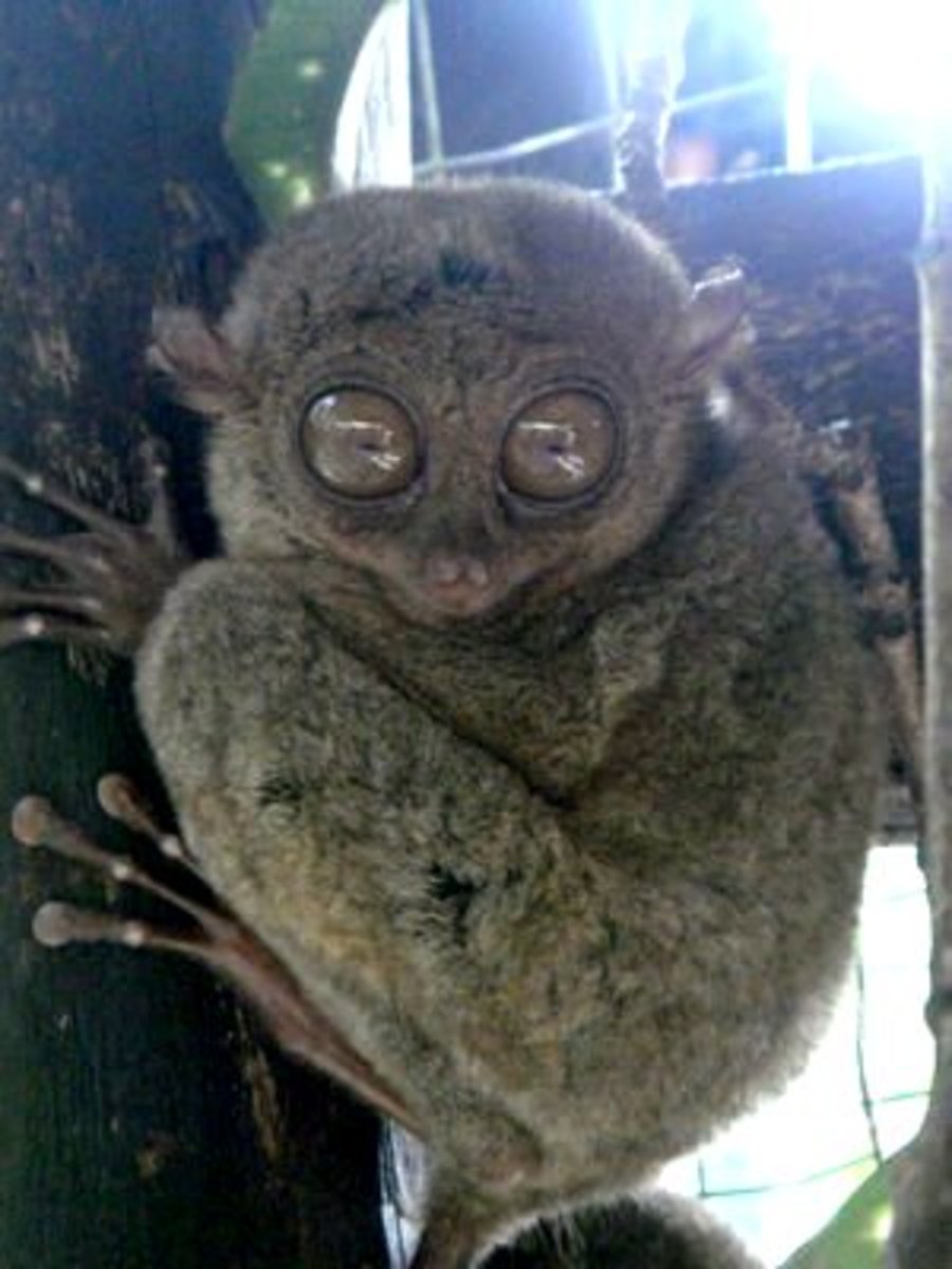 The world's smallest primate/monkey, about 4-5 inches & weighs below 140 grams found in Bohol. 