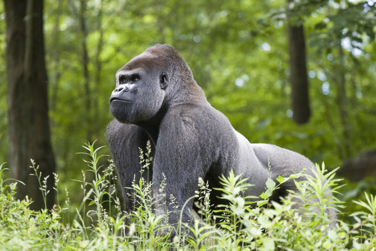 继续往下读，了解关于银背大猩猩的一切，它们是地球上最强壮的素食者之一。