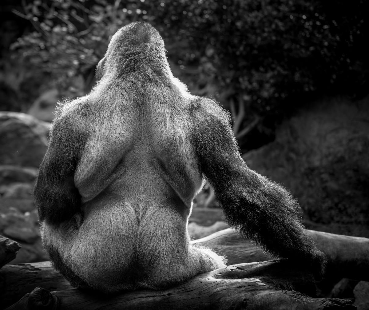 silverback-gorillas