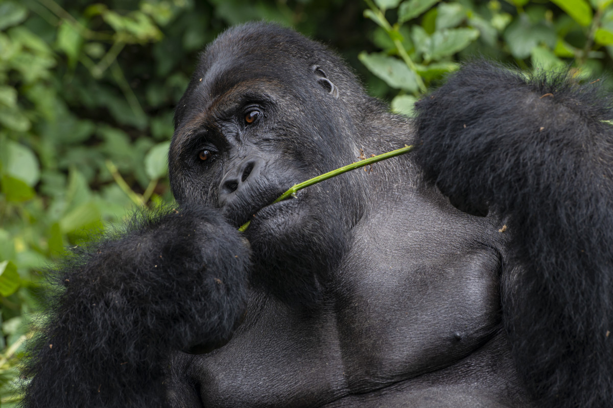 silverback-gorillas