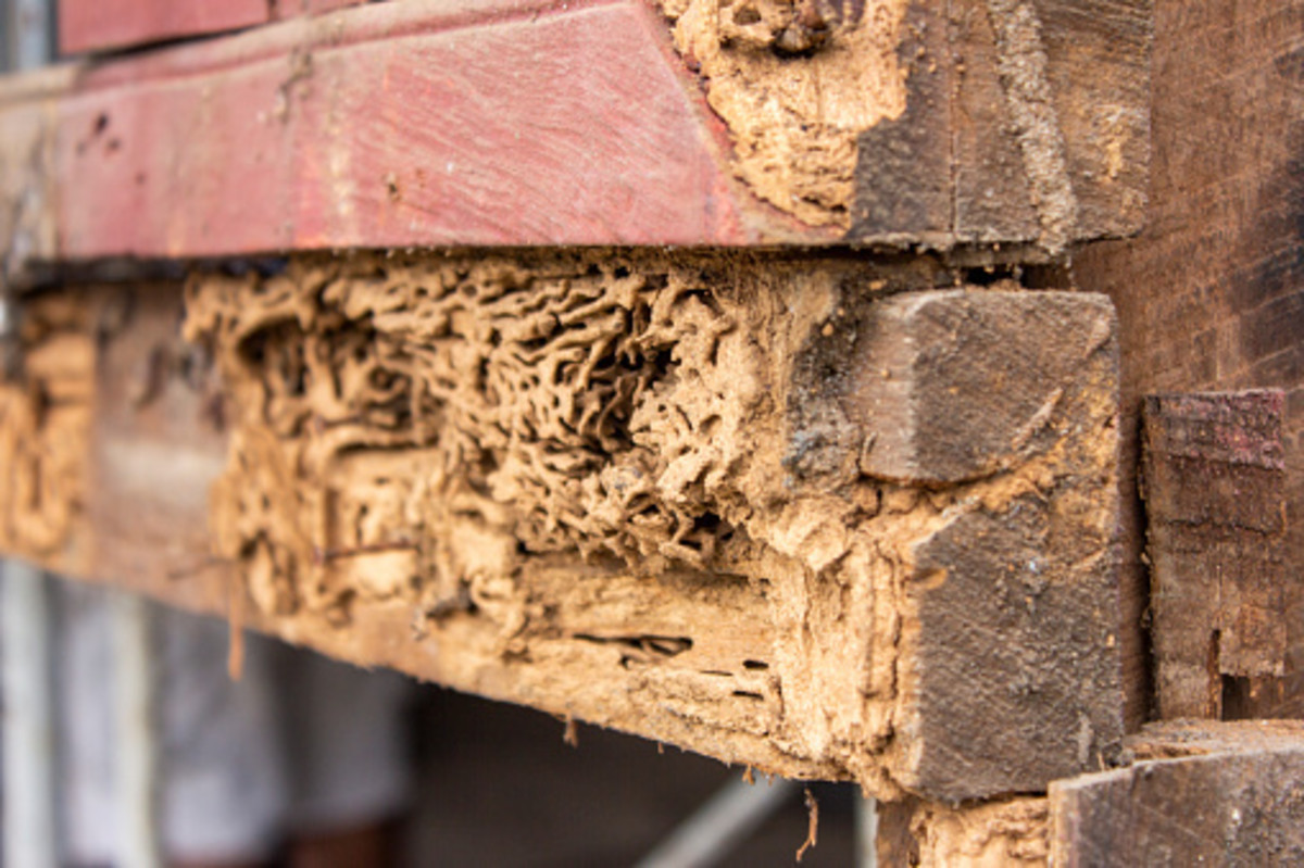 how-bad-can-termite-damage-be-how-to-prevent-them